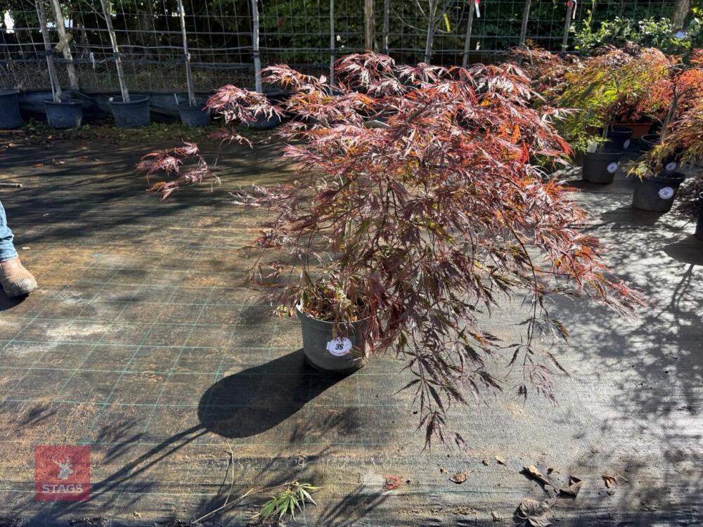 ACER PALMATUM GARNET (LACELEAF JAPANESE