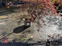 ACER PALMATUM GARNET (LACELEAF JAPANESE - 2