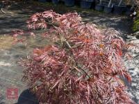 ACER PALMATUM GARNET (LACELEAF JAPANESE - 5