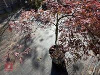 ACER PALMATUM GARNET (LACELEAF JAPANESE - 7