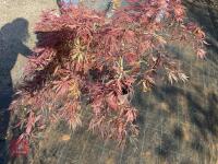 ACER PALMATUM GARNET (LACELEAF JAPANESE - 9