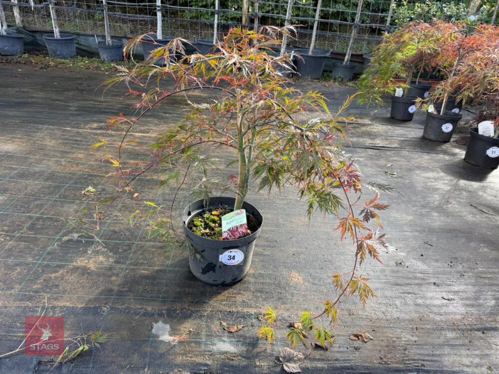 ACER PALMATUM GARNET (LACELEAF JAPANESE