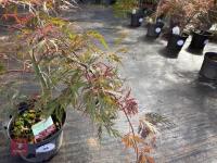 ACER PALMATUM GARNET (LACELEAF JAPANESE - 2