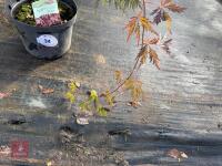 ACER PALMATUM GARNET (LACELEAF JAPANESE - 4