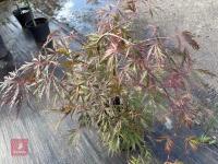 ACER PALMATUM GARNET (LACELEAF JAPANESE - 6