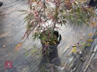 ACER PALMATUM GARNET (LACELEAF JAPANESE - 7