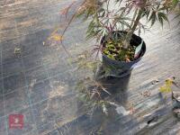 ACER PALMATUM GARNET (LACELEAF JAPANESE - 8