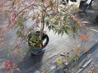 ACER PALMATUM GARNET (LACELEAF JAPANESE - 9