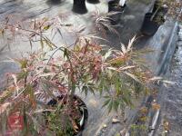 ACER PALMATUM GARNET (LACELEAF JAPANESE - 10