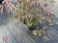 ACER PALMATUM GARNET (LACELEAF JAPANESE - 11