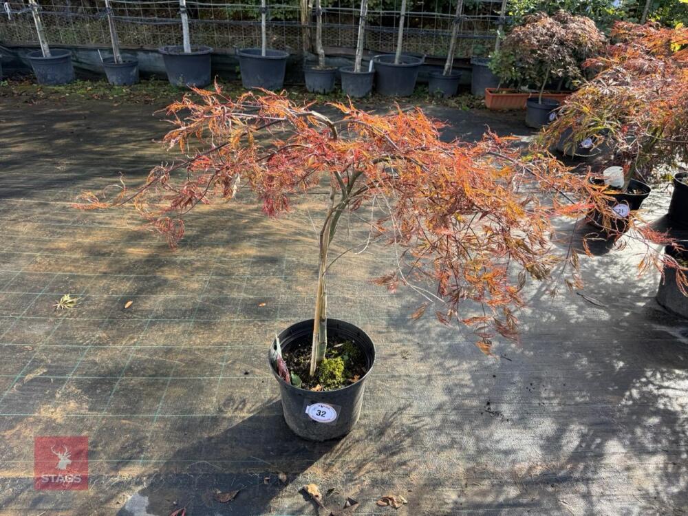 ACER PALMATUM GARNET (LACELEAF JAPANESE
