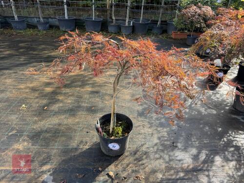 ACER PALMATUM GARNET (LACELEAF JAPANESE