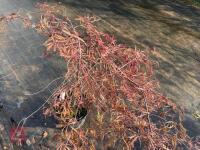 ACER PALMATUM GARNET (LACELEAF JAPANESE - 2