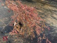 ACER PALMATUM GARNET (LACELEAF JAPANESE - 3