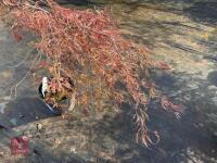 ACER PALMATUM GARNET (LACELEAF JAPANESE - 4