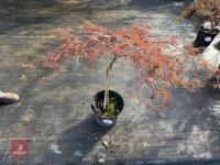 ACER PALMATUM GARNET (LACELEAF JAPANESE - 10
