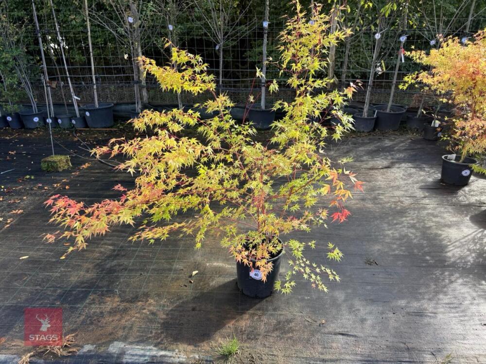 ACER PALMATUM SANGO KAKU (CORAL BARK MAP
