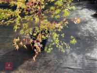 ACER PALMATUM SANGO KAKU (CORAL BARK MAP - 2