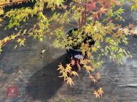 ACER PALMATUM SANGO KAKU (CORAL BARK MAP - 3