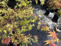 ACER PALMATUM SANGO KAKU (CORAL BARK MAP - 5