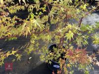 ACER PALMATUM SANGO KAKU (CORAL BARK MAP - 6