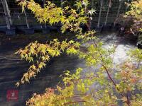 ACER PALMATUM SANGO KAKU (CORAL BARK MAP - 7