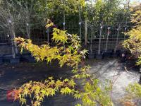 ACER PALMATUM SANGO KAKU (CORAL BARK MAP - 8
