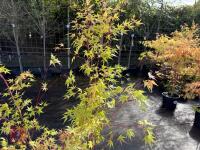 ACER PALMATUM SANGO KAKU (CORAL BARK MAP - 9