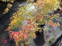 ACER PALMATUM SANGO KAKU (CORAL BARK MAP - 10