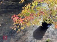 ACER PALMATUM SANGO KAKU (CORAL BARK MAP - 11