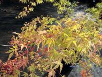 ACER PALMATUM SANGO KAKU (CORAL BARK MAP - 12