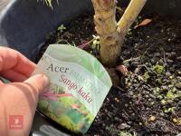 ACER PALMATUM SANGO KAKU (CORAL BARK MAP - 13