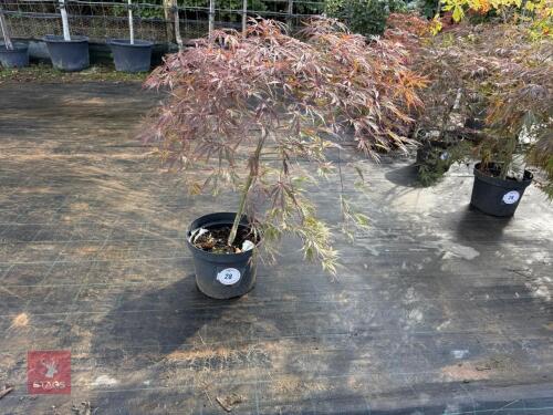 ACER PALMATUM GARNET (LACELEAF JAPANESE