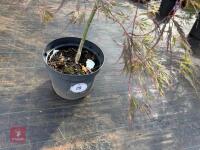 ACER PALMATUM GARNET (LACELEAF JAPANESE - 2