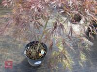 ACER PALMATUM GARNET (LACELEAF JAPANESE - 3