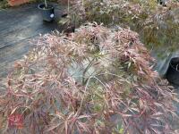 ACER PALMATUM GARNET (LACELEAF JAPANESE - 4
