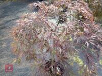 ACER PALMATUM GARNET (LACELEAF JAPANESE - 5
