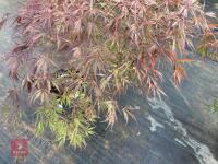 ACER PALMATUM GARNET (LACELEAF JAPANESE - 8