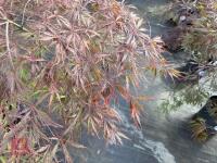 ACER PALMATUM GARNET (LACELEAF JAPANESE - 9