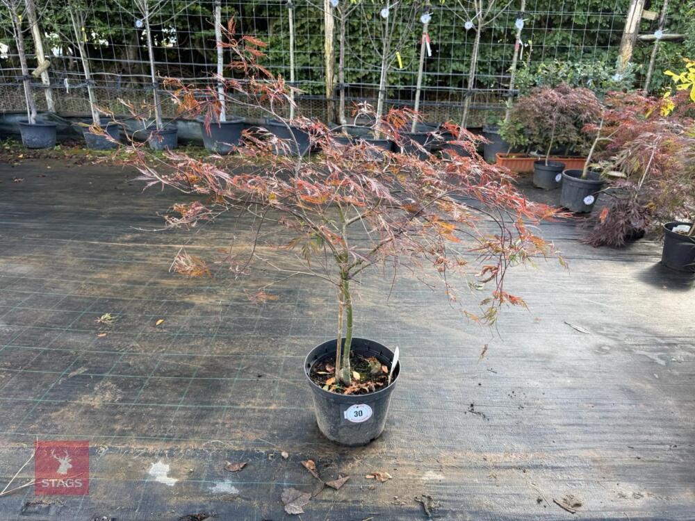 ACER PALMATUM GARNET (LACELEAF JAPANESE