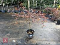 ACER PALMATUM GARNET (LACELEAF JAPANESE