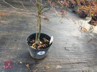 ACER PALMATUM GARNET (LACELEAF JAPANESE - 2