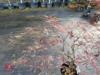 ACER PALMATUM GARNET (LACELEAF JAPANESE - 3