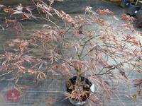 ACER PALMATUM GARNET (LACELEAF JAPANESE - 4