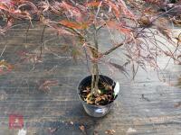 ACER PALMATUM GARNET (LACELEAF JAPANESE - 5