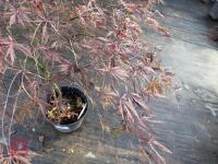 ACER PALMATUM GARNET (LACELEAF JAPANESE - 7