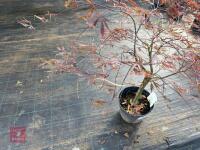 ACER PALMATUM GARNET (LACELEAF JAPANESE - 8