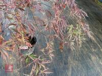 ACER PALMATUM GARNET (LACELEAF JAPANESE - 10