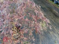 ACER PALMATUM GARNET (LACELEAF JAPANESE - 11