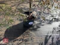 ACER PALMATUM GARNET (LACELEAF JAPANESE - 2